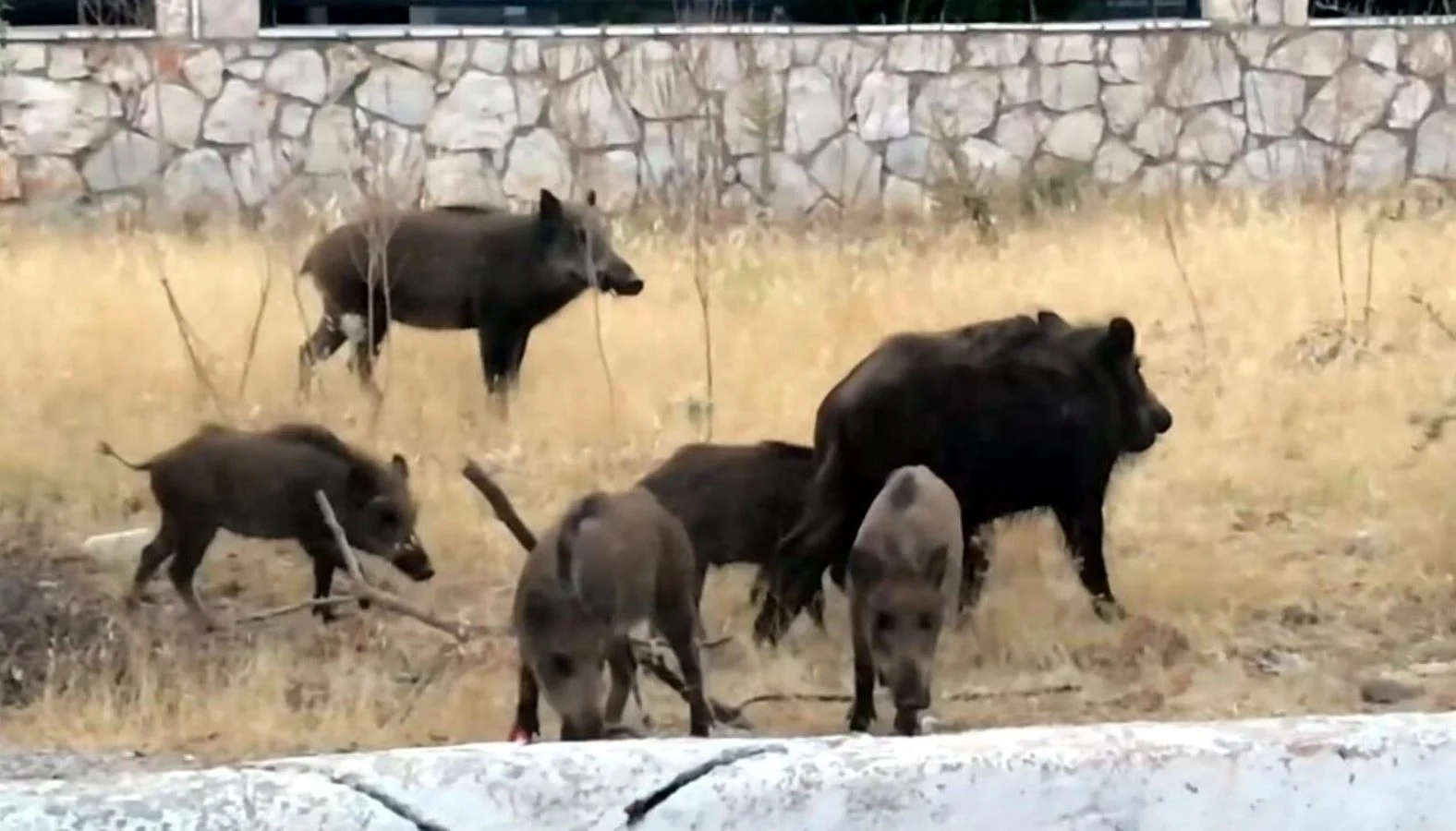 Domuzlar tatil bölgesine indi