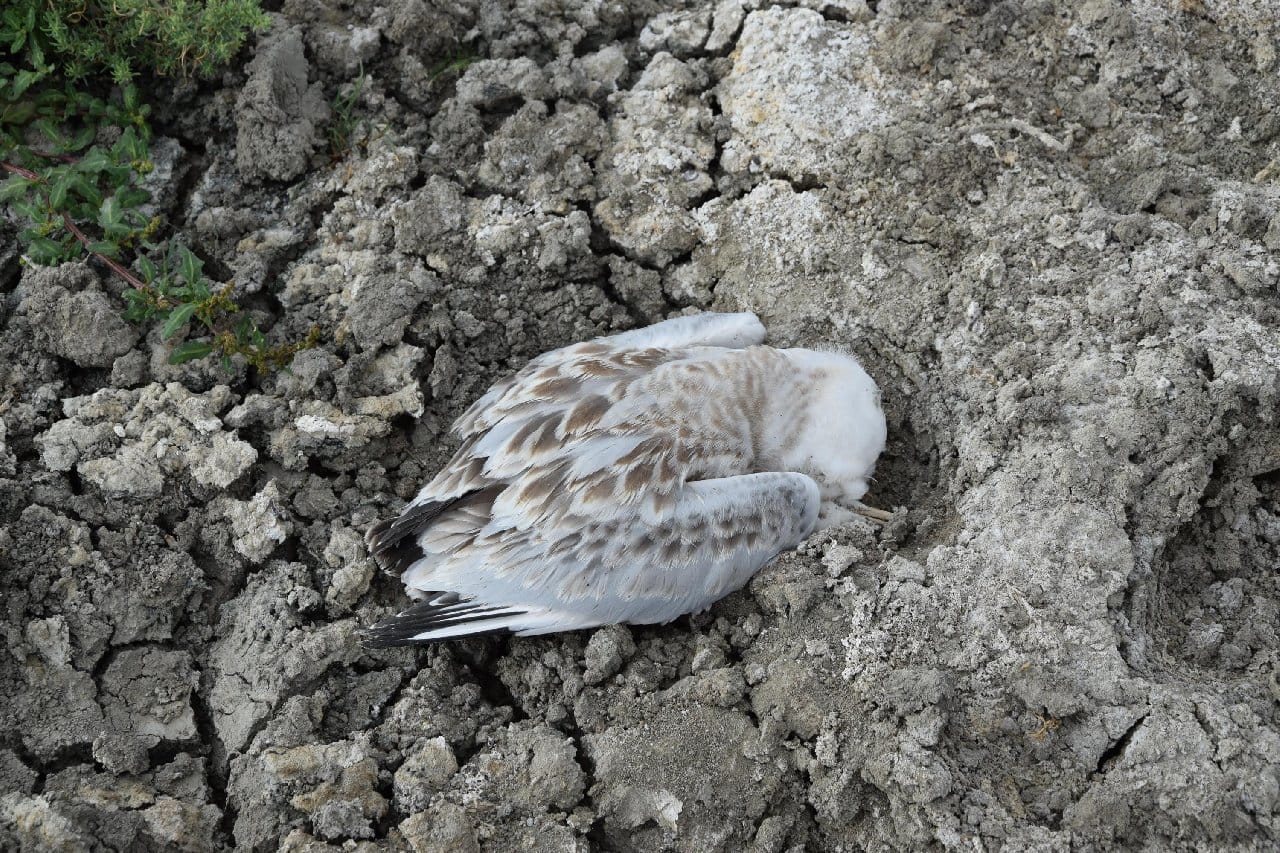 Martı ölümleriyle ilgili inceleme başlatıldı