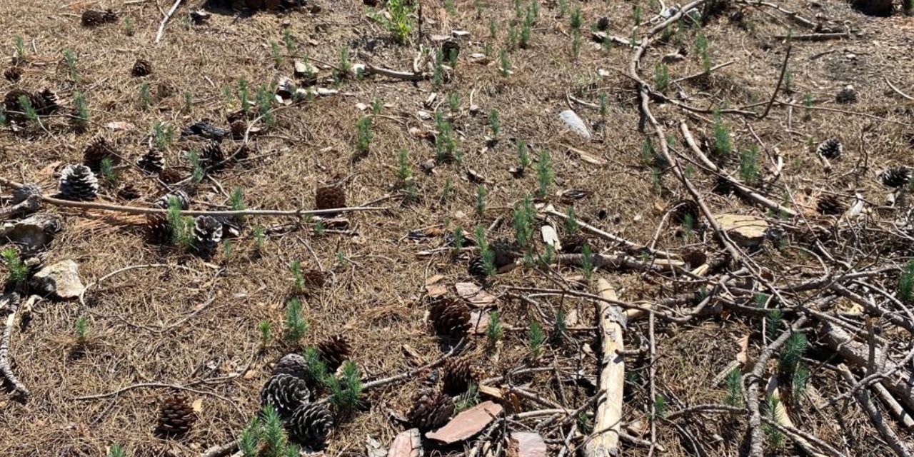 Doğa küllerinden doğuyor