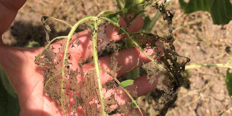 'Çayır tırtılı', Manyas'taki ayçiçeği tarlalarını da istila etti