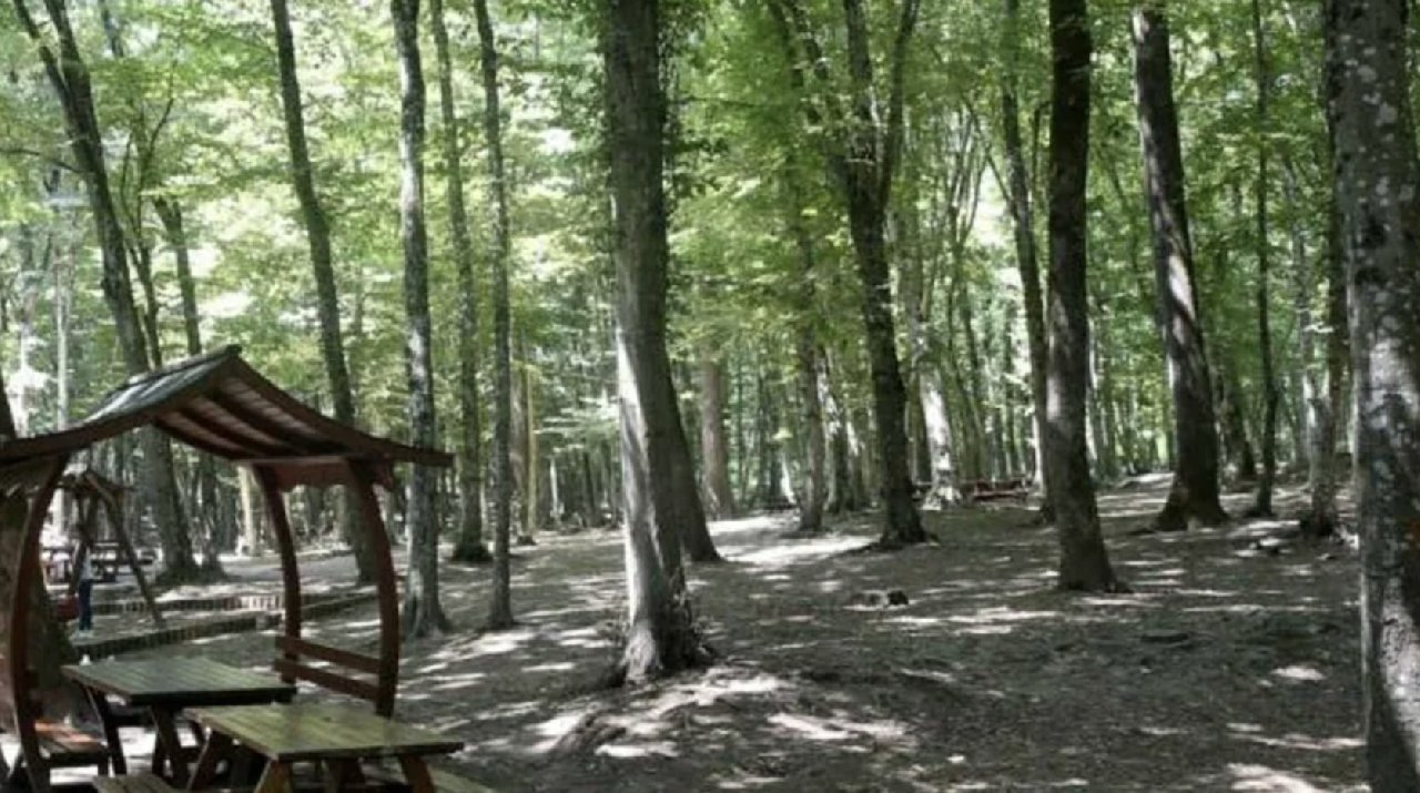 Aydın'da ormanlık alanlara girişler yasaklandı