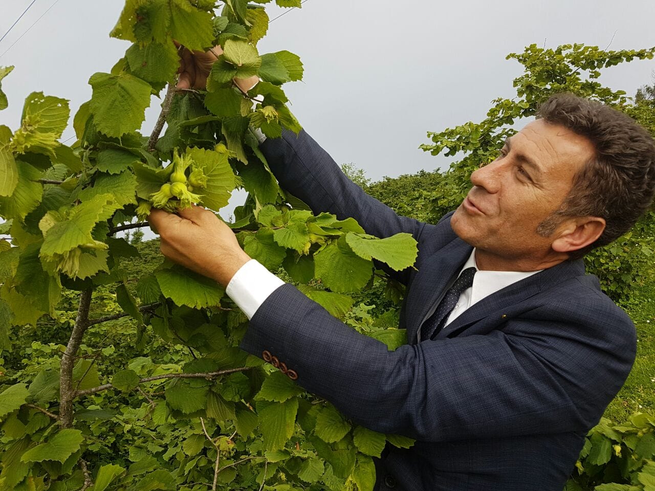 Sarıbal: Fındığın kilosu en az 70 lira olmalı