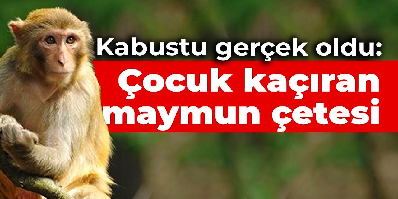 Kabustu gerçek oldu: Çocuk kaçıran maymun çetesi