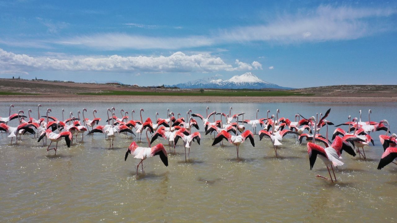 Tuz Gölü'ndeki flamingo ölümleri Meclis gündeminde