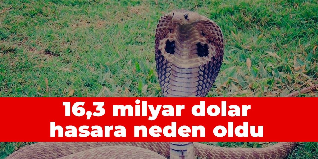 16,3 milyar dolar hasara neden oldu