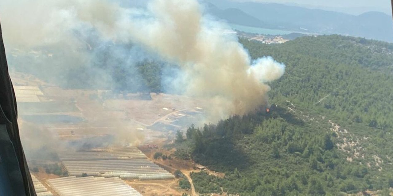 İzmir'de serada çıkan yangın ormana sıçradı