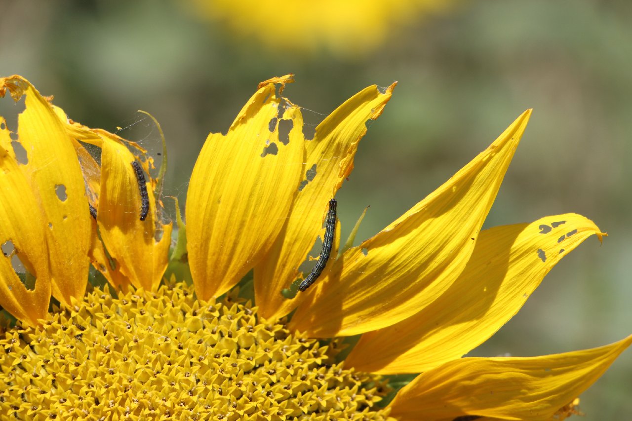 ‘Çayır tırtılı’na karşı mücadele tamamlandı! Çiftçilere önemli uyarı