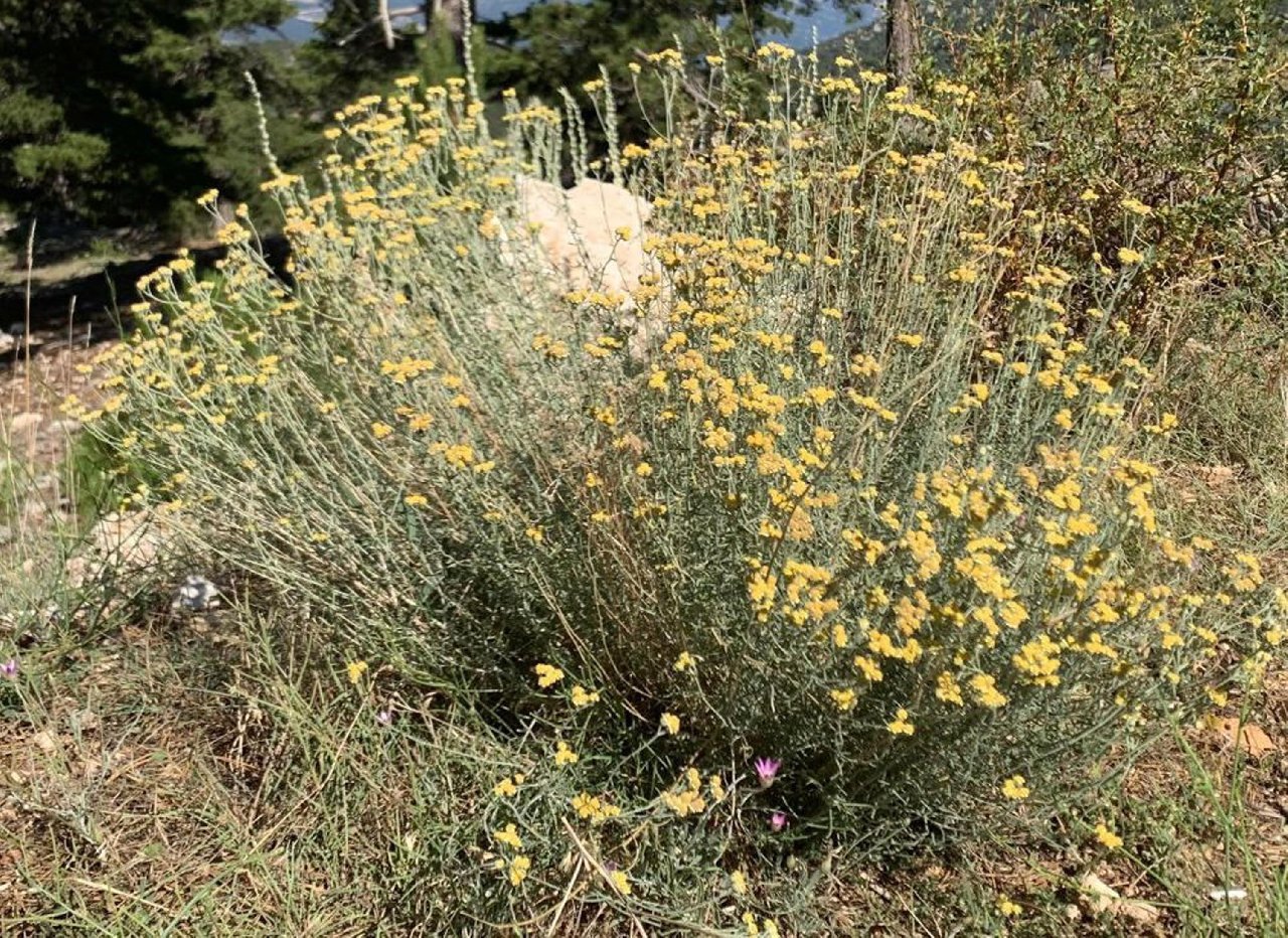 Yeni bulduğu endemik bitkiye ölen eşinin ismi verildi