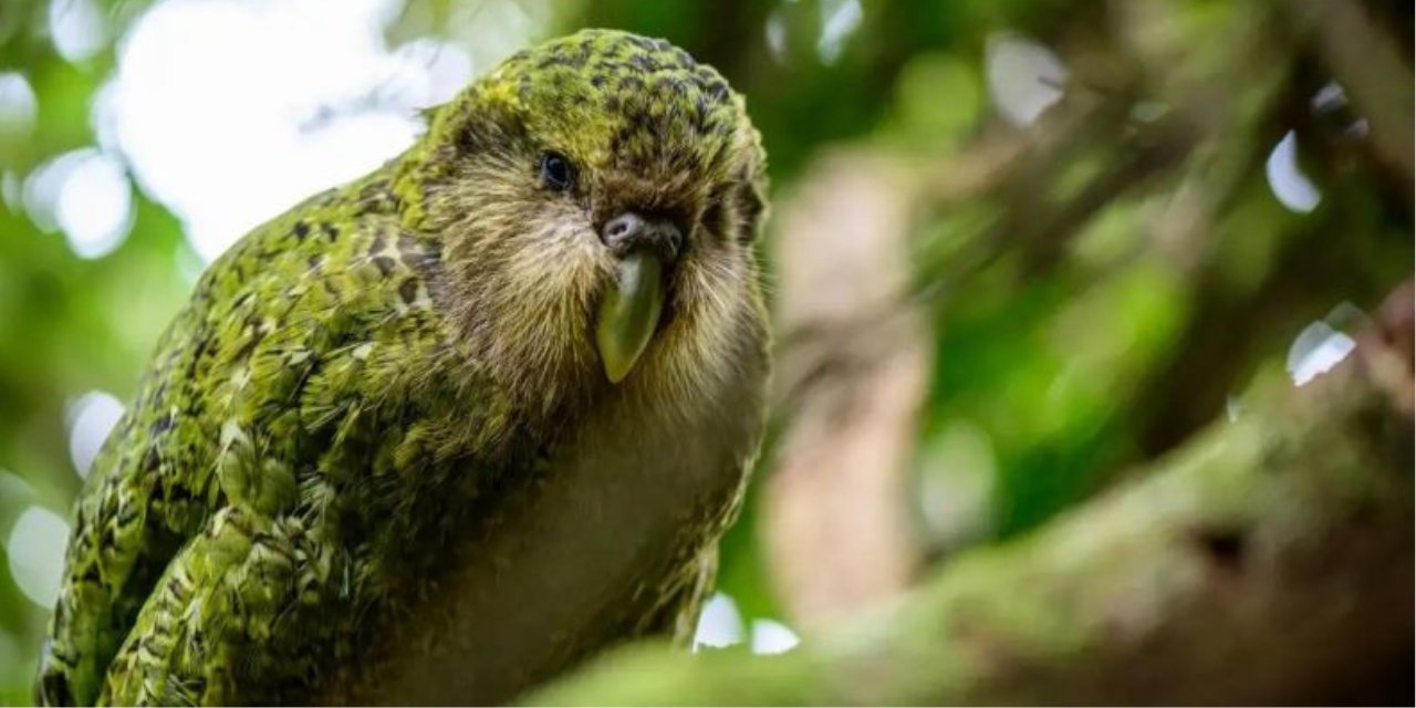 Nesli tehlikedeki dünyanın en tombul papağanının sayısında artış
