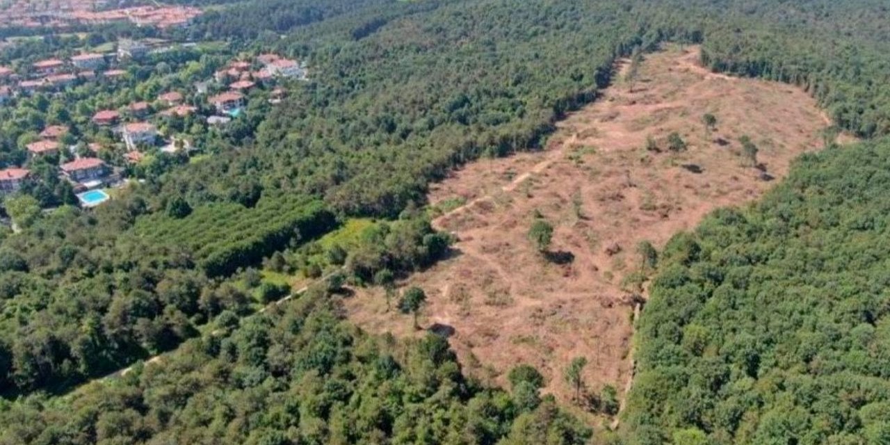 Orman katliamına izin vermedi, görevden alındı