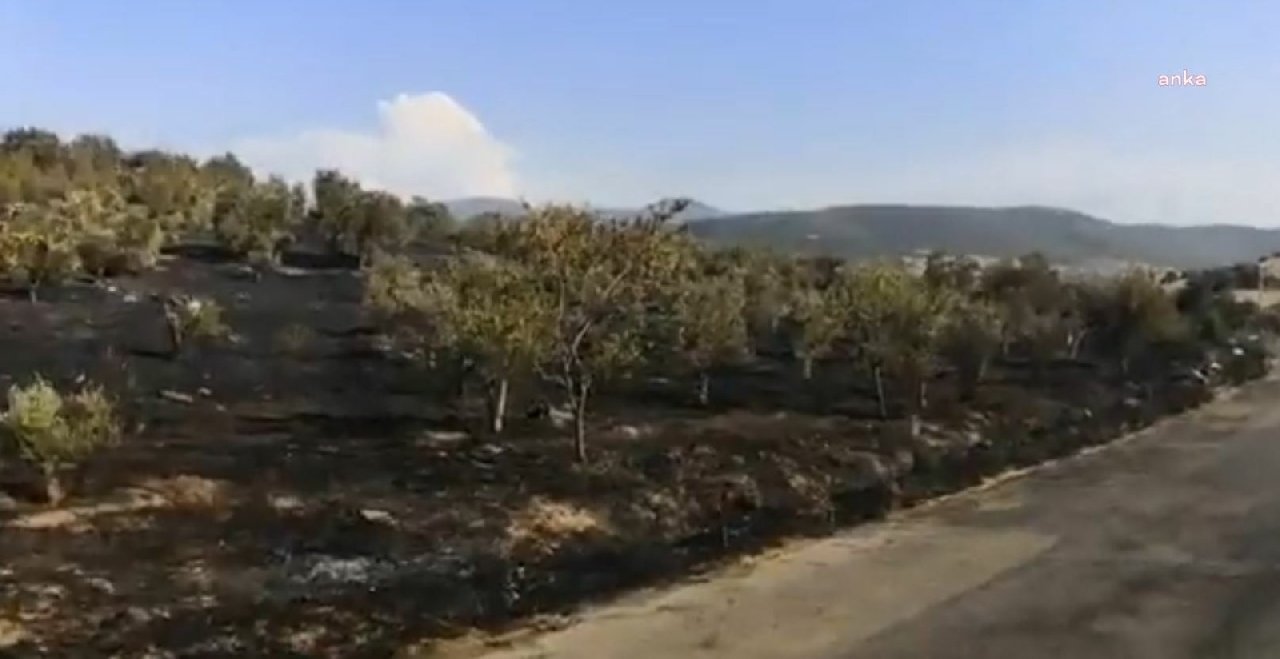 Matematik Köyü'ndeki zeytinlik kundaklandı