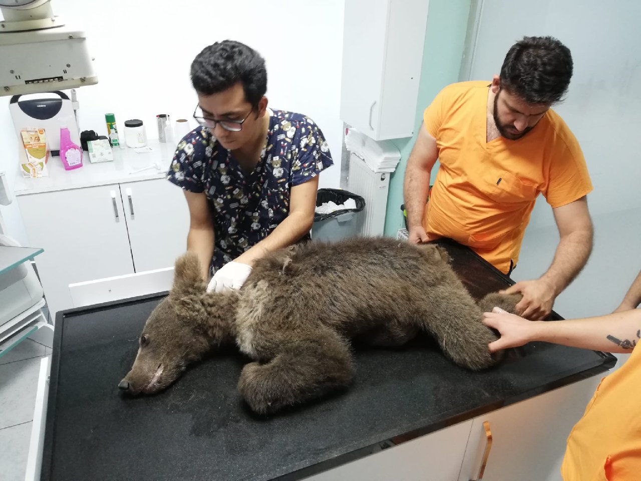 Acı balı fazla kaçıran ayının artık bir adı var