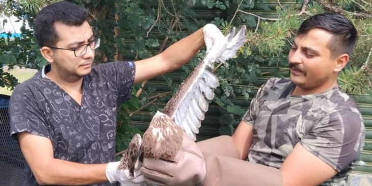 Yılanı parçalamadan yutan kartal ölümden döndü