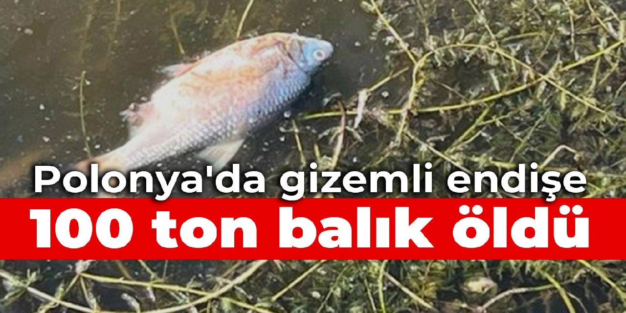 Polonya'da gizemli endişe: 100 ton balık öldü