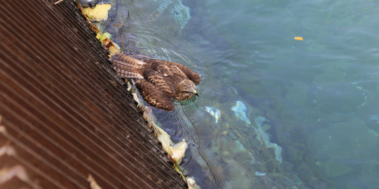 Bitkin bulunan şahin yavrusu koruma altında