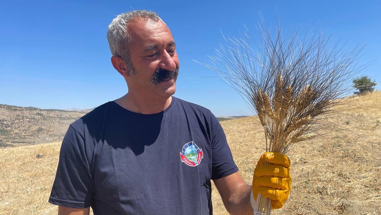 Karakılçık buğdayının hasadını Komünist Başkan Maçoğlu yaptı