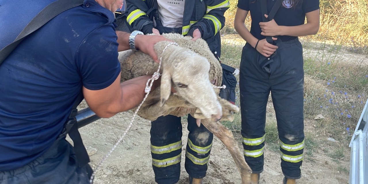 Kanalizasyon kanalına düşen koyun kurtarıldı