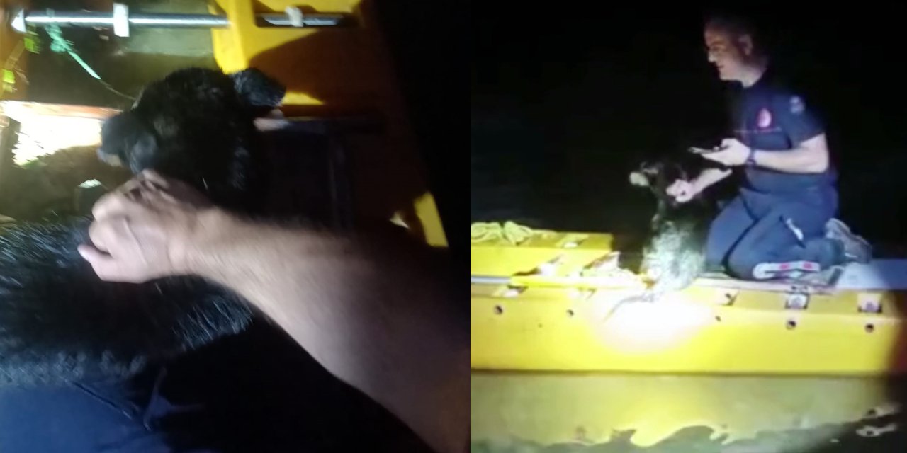 Ağaçta mahsur kalan köpeği itfaiye kurtardı