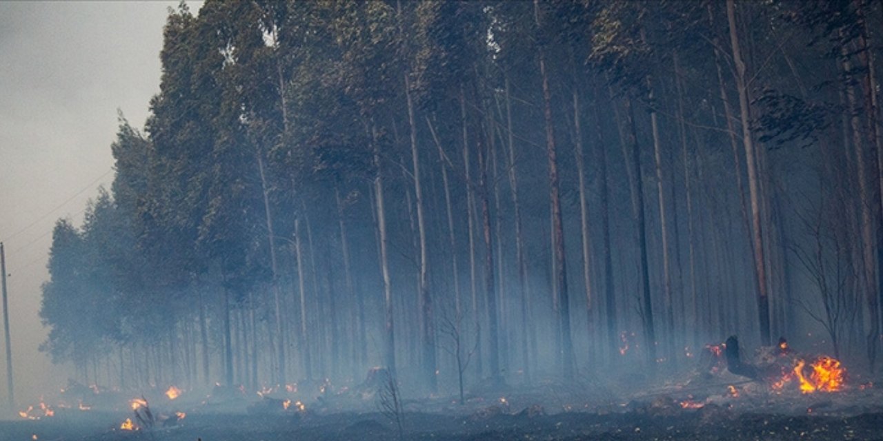 Arjantin'de orman yangınlarıyla mücadele: Ordu görevlendirildi
