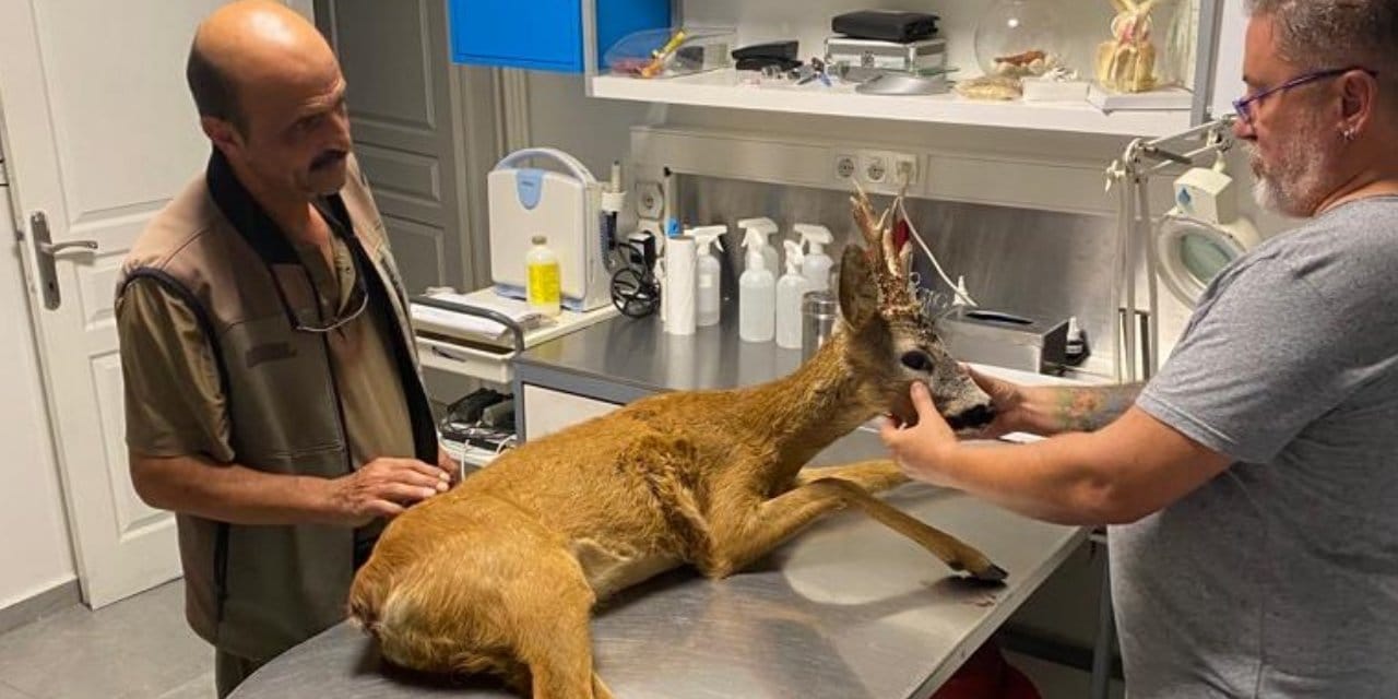Yol kenarında yürüyemeyen karaca bulundu