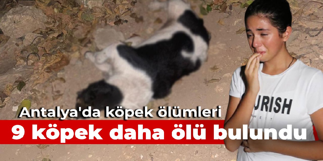 Antalya'da köpek ölümleri: 9 köpek daha ölü bulundu