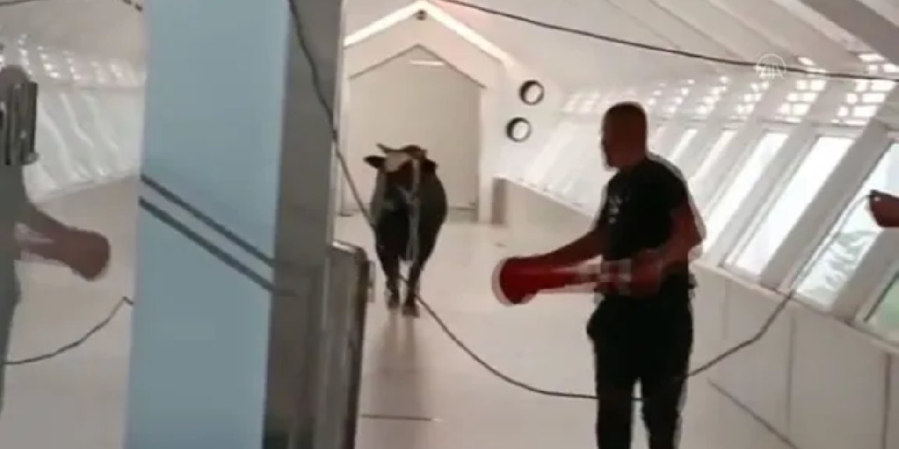 Sahibinden kaçan boğa bankaya girdi