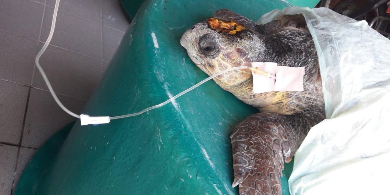 Başından yaralanan caretta caretta bulundu