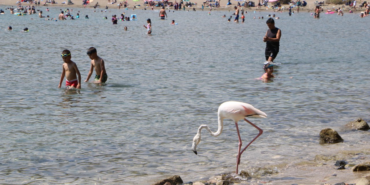 Antik kentte flamingo sürprizi