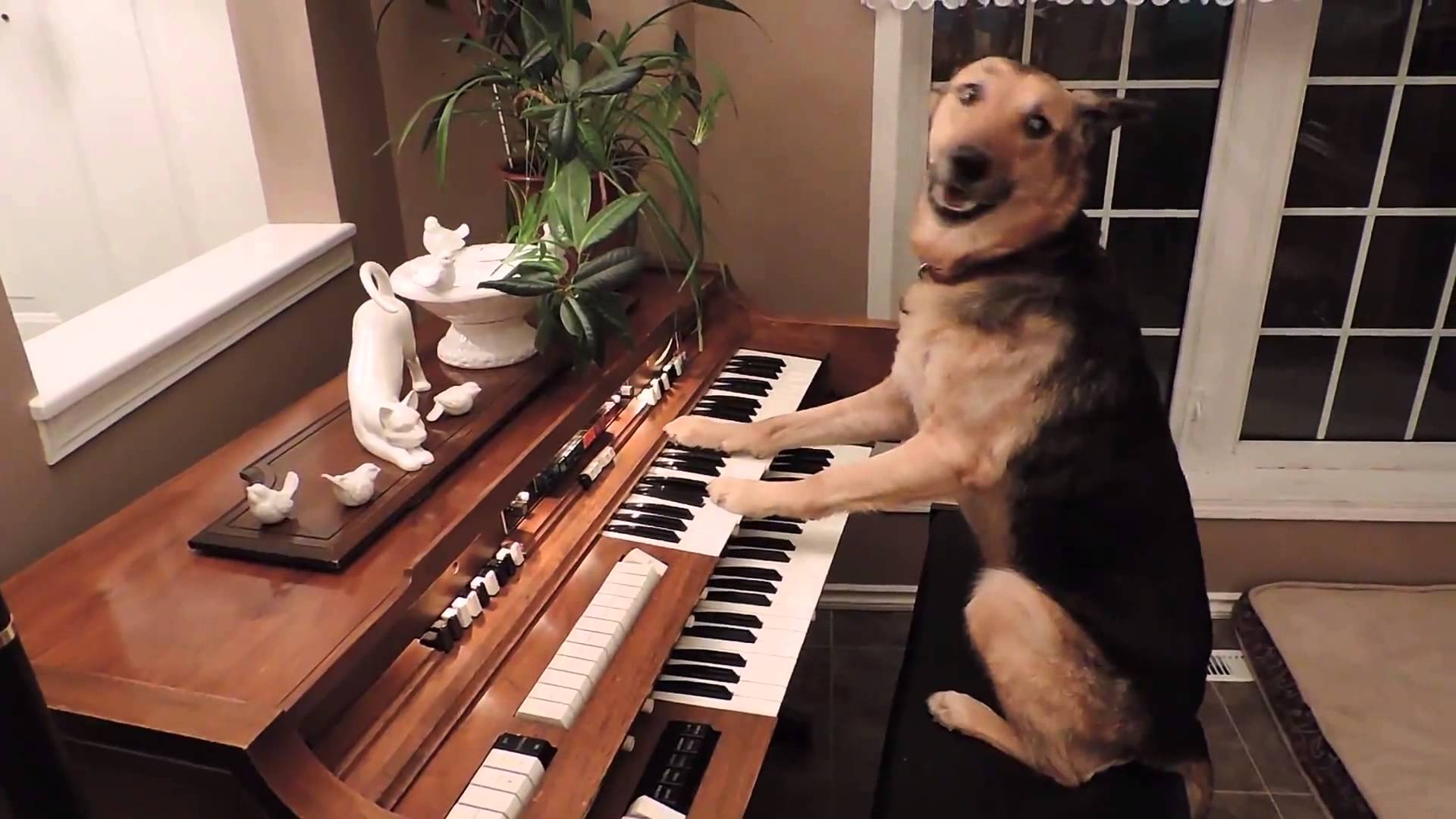 Sosyal medyanın göz bebeği köpek: Piyano çalıp, şarkı söylüyor!