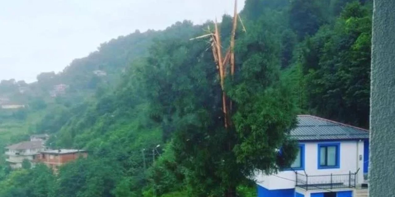 Yıldırım düştü, ağaç ikiye ayrıldı