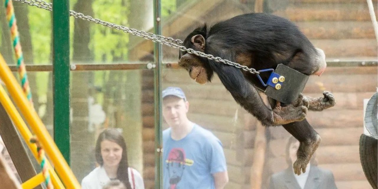 Firari şempanze kafese bisikletle döndü