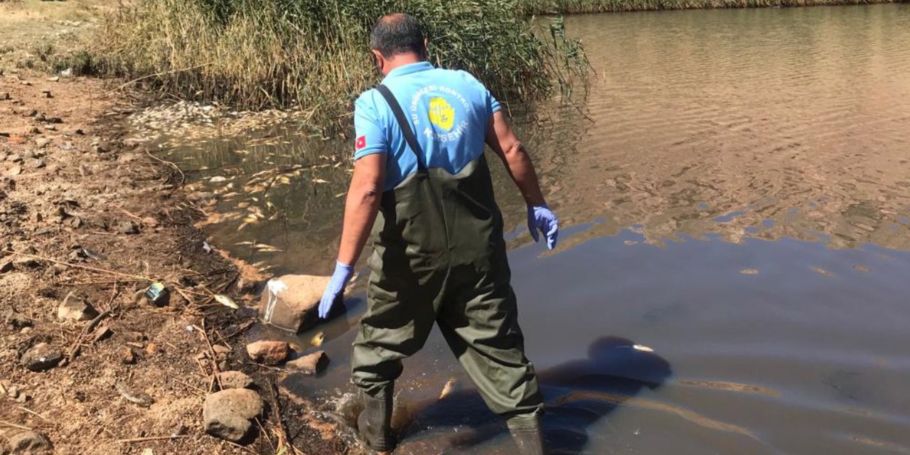 Obruk Gölü'nde sular çekildi: Yüzlerce balık oksijensizlikten öldü