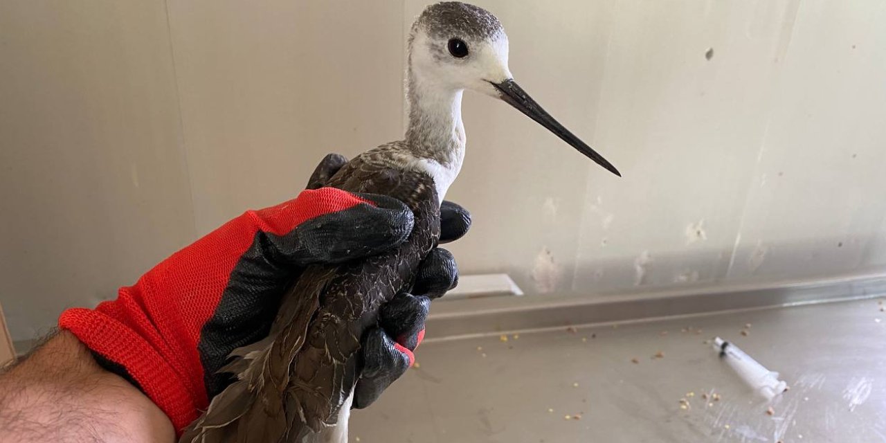 Yaralı uzunbacak kuşu doğal yaşamına kavuştu