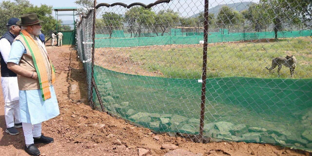 Namibya çitaları 74 yıl sonra ilk kez Hindistan'da