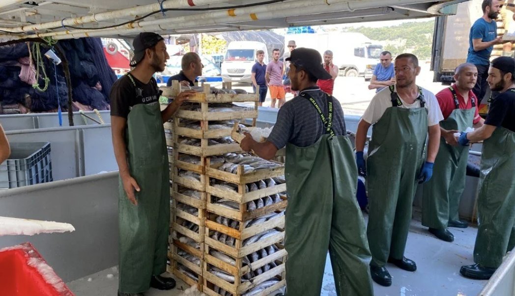 Karadeniz'de palamut bolluğu: Tonlarca balıkla döndüler