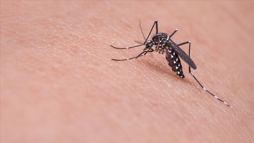 Virüsle Savaş Planı: 5 Milyon Sivrisinek Üretecekler!