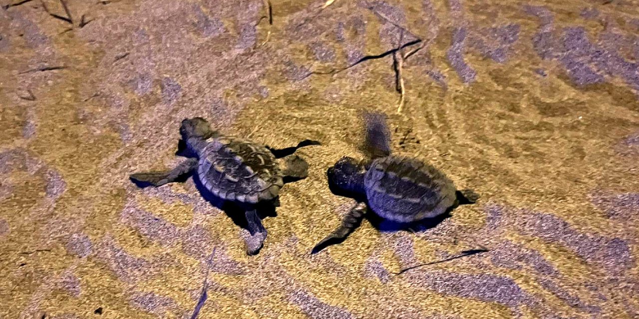 Yolunu kaybeden caretta carettalar denize kavuşturuldu