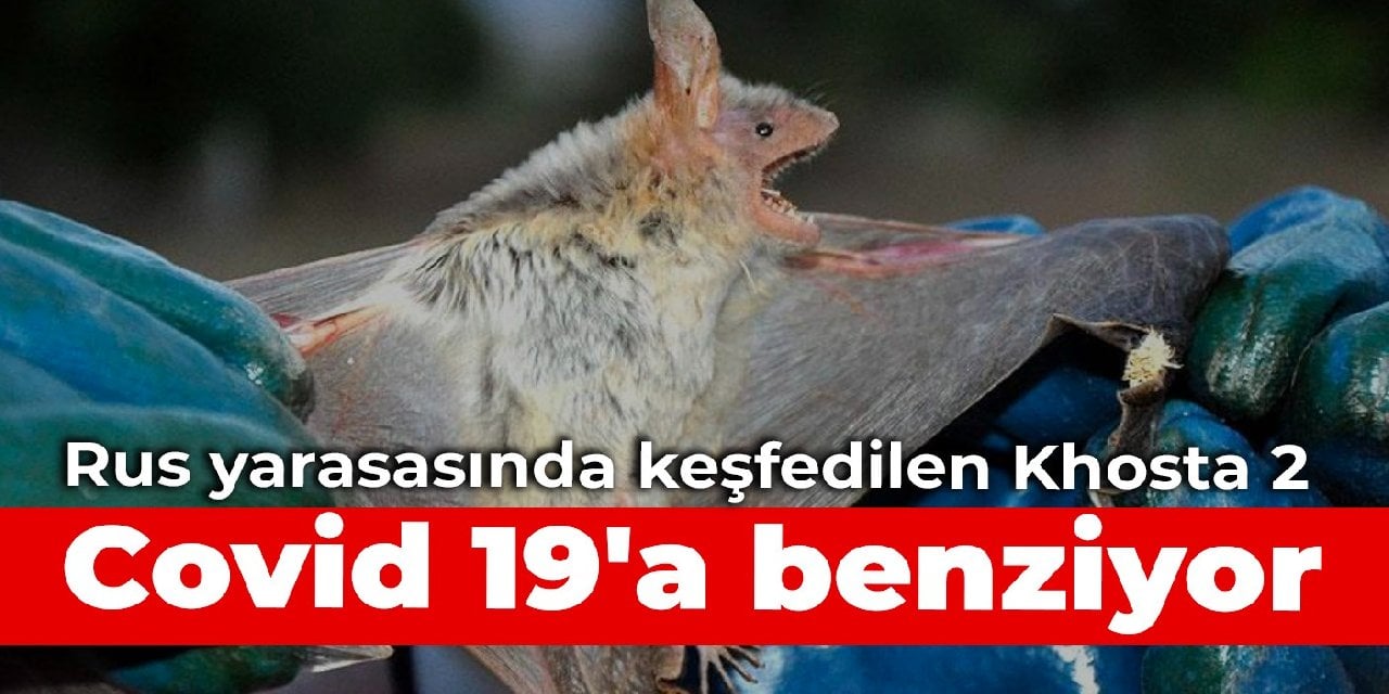 Rus yarasasında keşfedilen Khosta 2, Covid 19'a benziyor