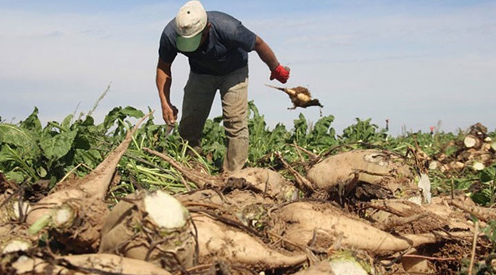 Şeker pancarı alım fiyatı belli oldu