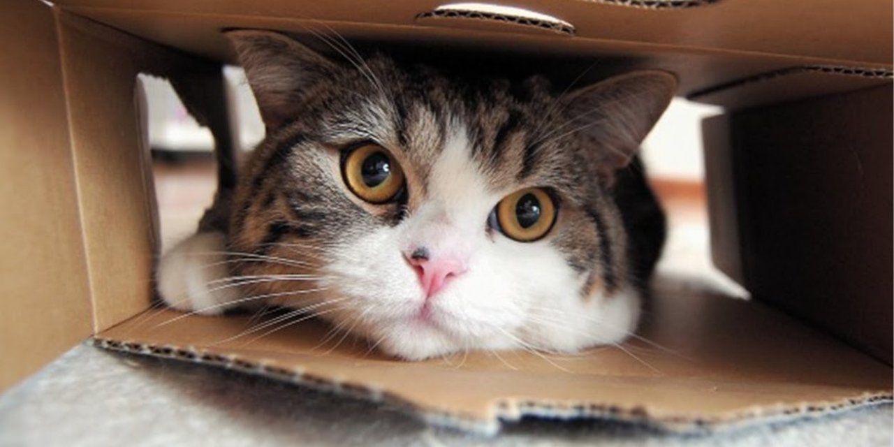 e-Devlet'ten hayvan sahiplenme dönemi