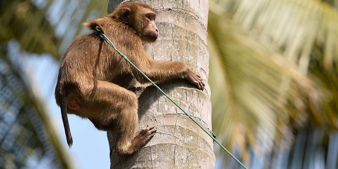 Tac Mahal'i maymunlar bastı