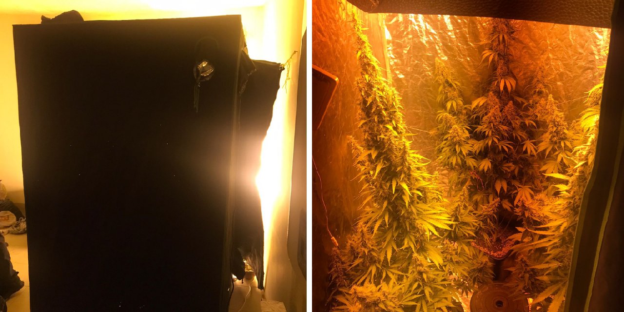 Evinden 1.5 metrelik 4 kök kenevir çıktı