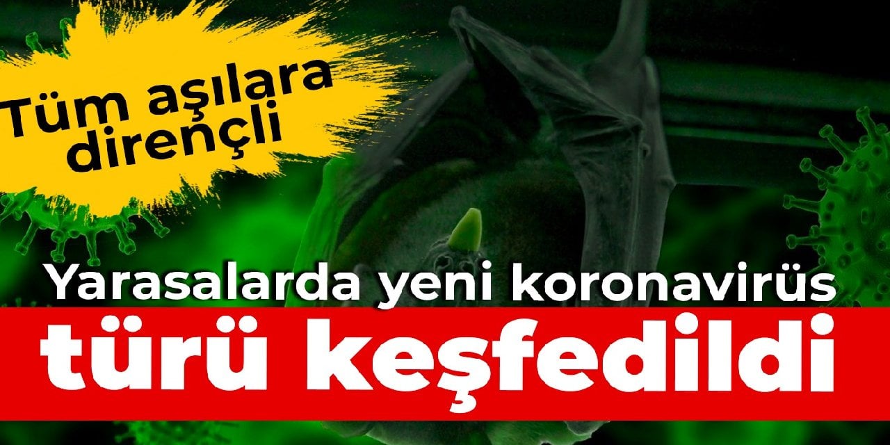 Tüm aşılara dirençli: Yarasalarda yeni koronavirüs türü keşfedildi