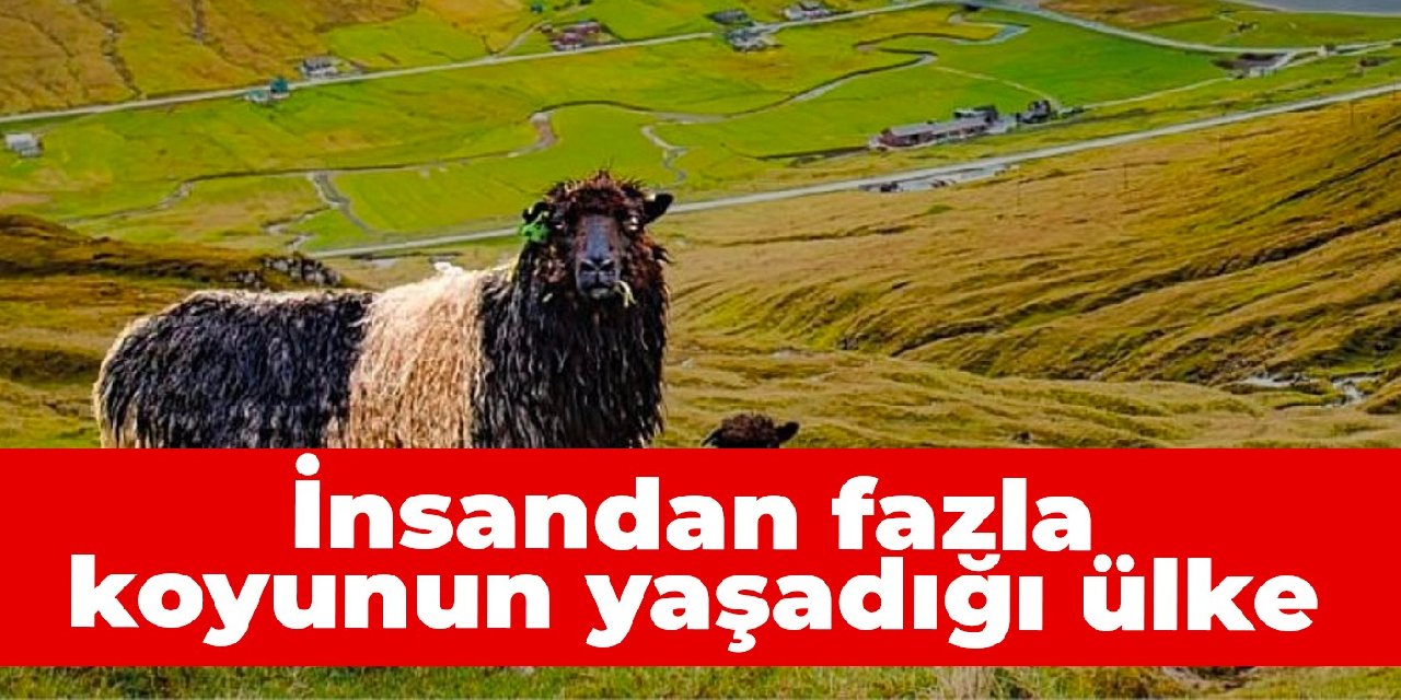İnsandan fazla koyunun yaşadığı ülke