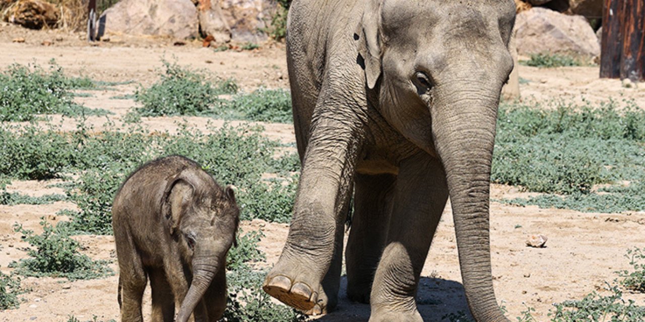40 yılın en kötü kuraklığı: 109 filin canını aldı