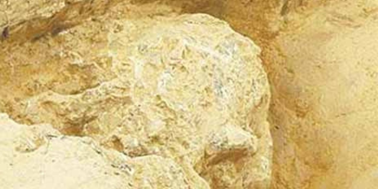 Bir milyon yıllık Homo erectus kafatası