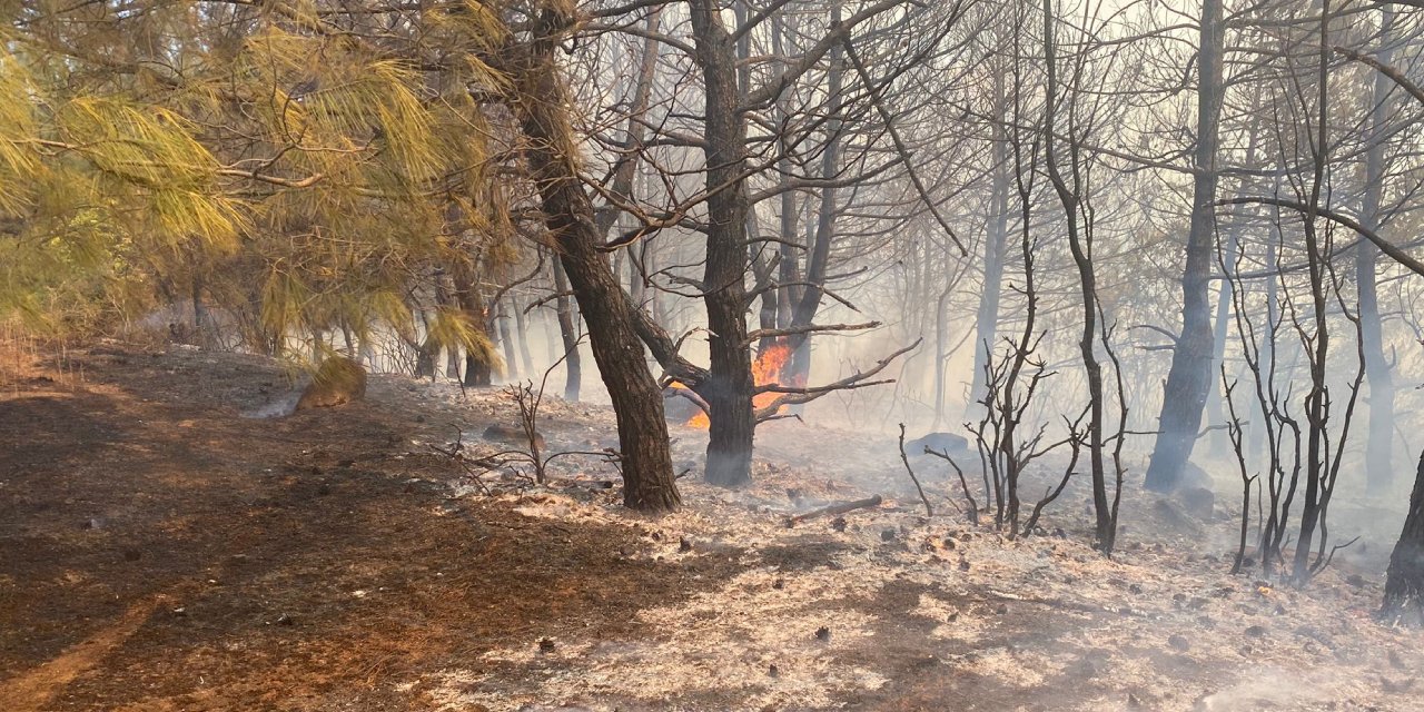 Tekirdağ'da orman yangını: 4 hektar kül oldu