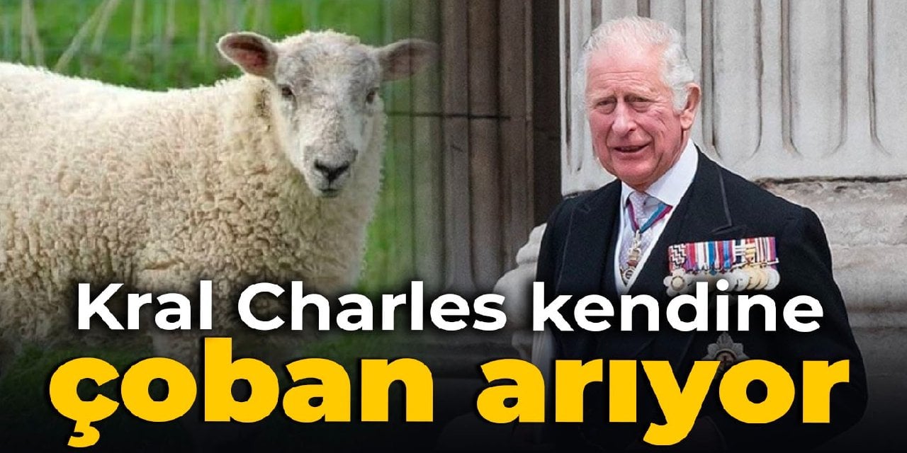 Kral Charles kendine çoban arıyor
