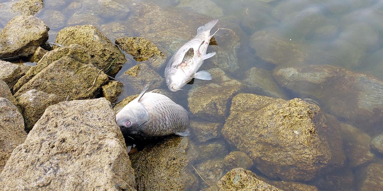 Gölköy'deki balık ölümlerine sabotaj soruşturması