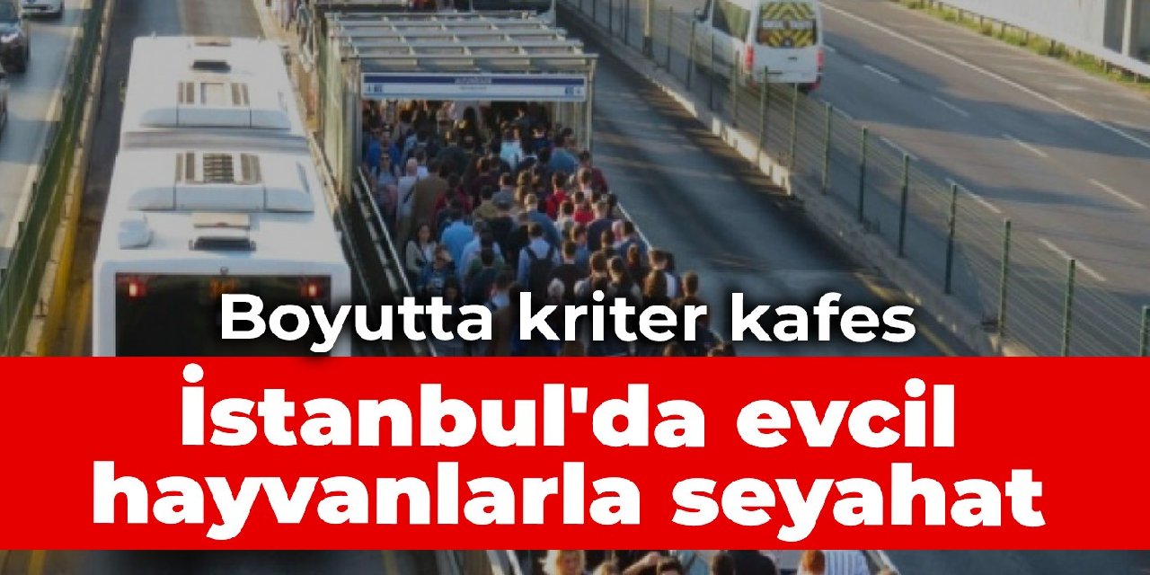 İstanbul'da evcil hayvanlarla seyahat: Boyutta kriter kafes